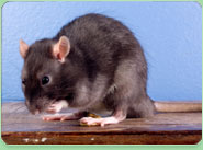 rat control Wrexham