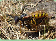 wasp control Wrexham