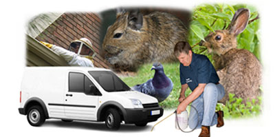 Wrexham local van